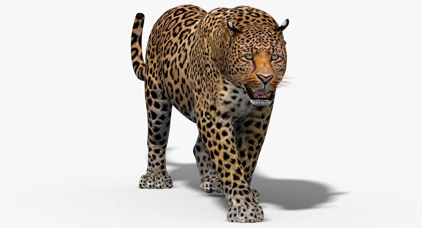 Big Cats 3D Model Animated