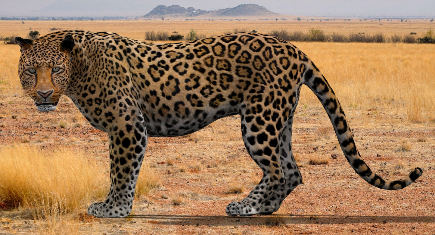 Big Cats 3D Model Animated