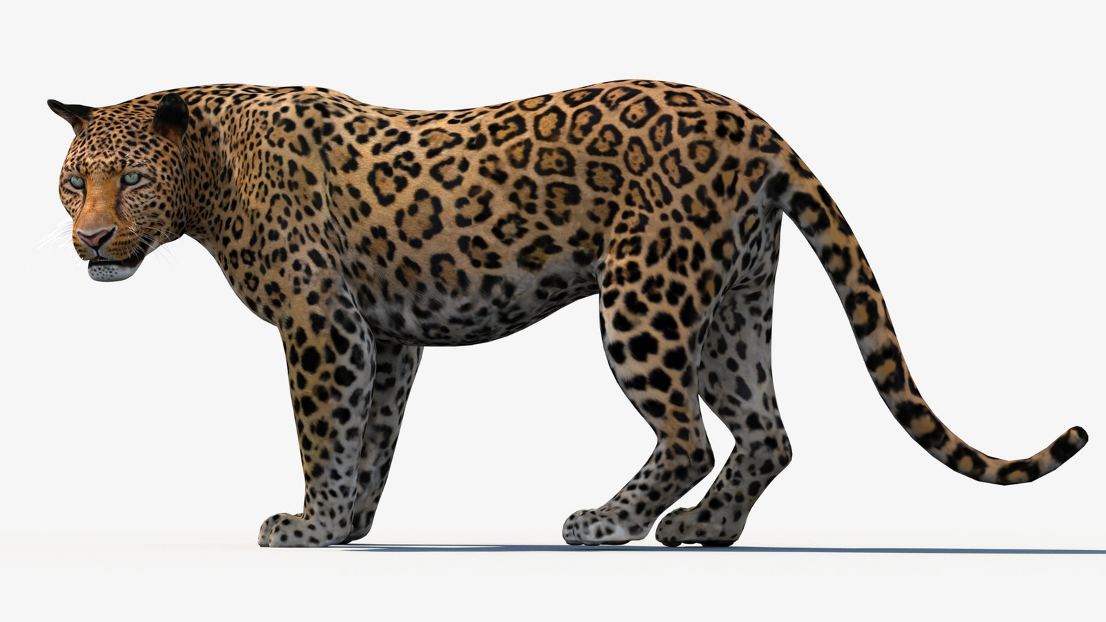Animated Leopard 3d Model - Game Ready
