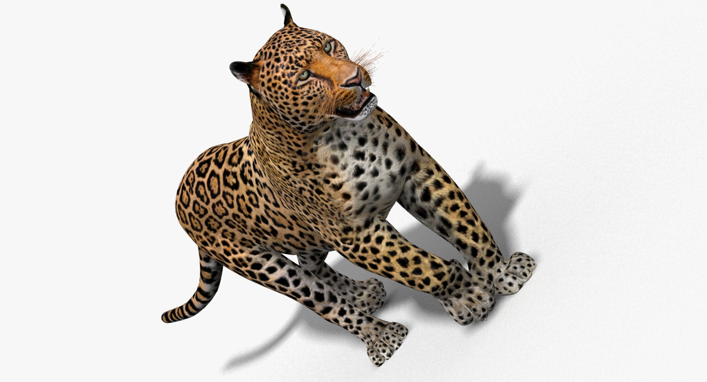 Big Cats 3D Model Animated