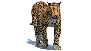 Animated Leopard 3d Model for Download Thumbnail