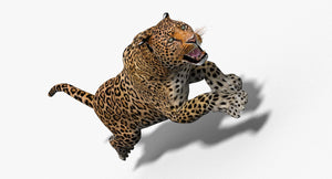 Leopard and Panther Animated 3D Model Thumbnail