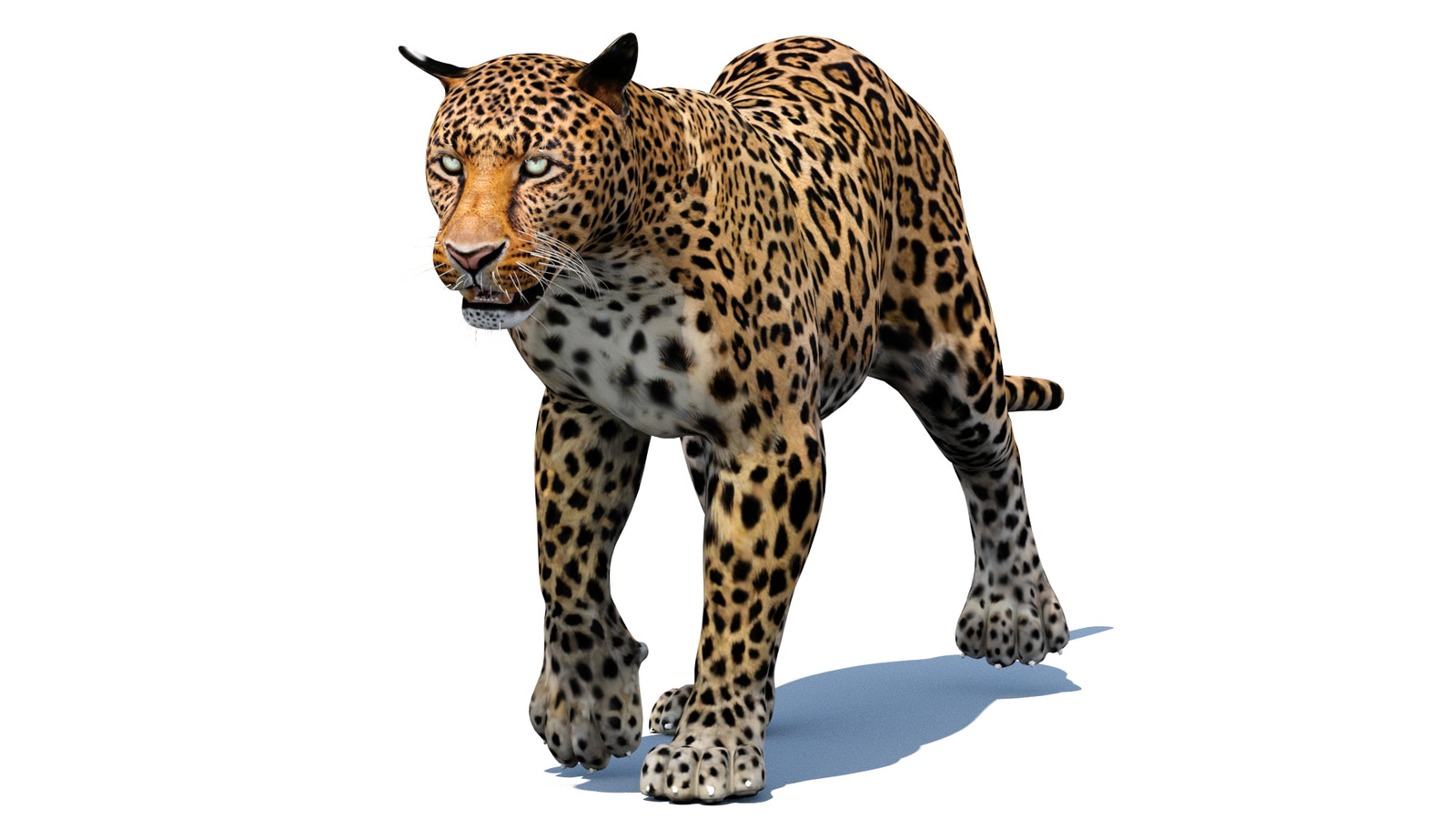 Animated Leopard 3d Model for Download - Walking