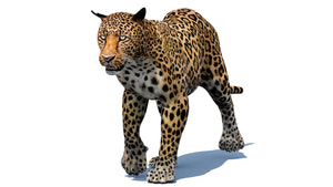 Animated Leopard 3d Model for Download - Walking Thumbnail
