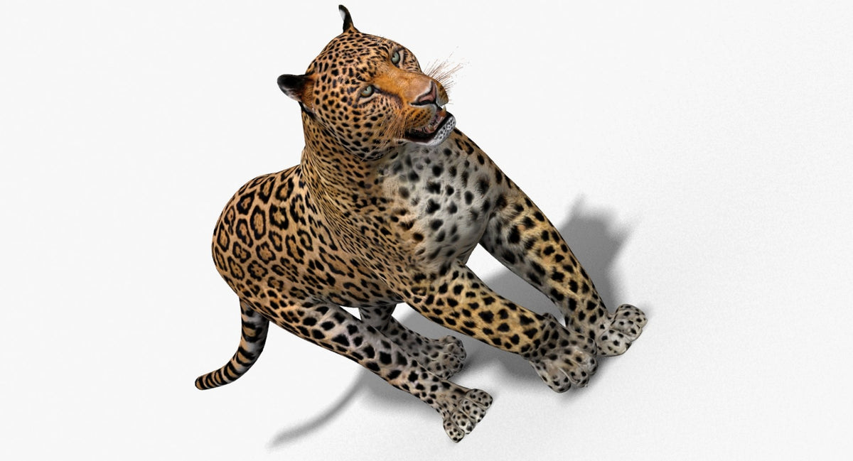 Leopard and Panther Animated 3D Model