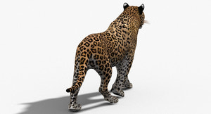 Leopard and Panther Animated 3D Model Thumbnail