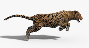 Leopard and Panther Animated 3D Model Thumbnail