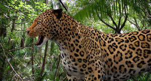 Big Cats 3D Model Animated Thumbnail