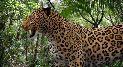 Big Cats 3D Model Animated