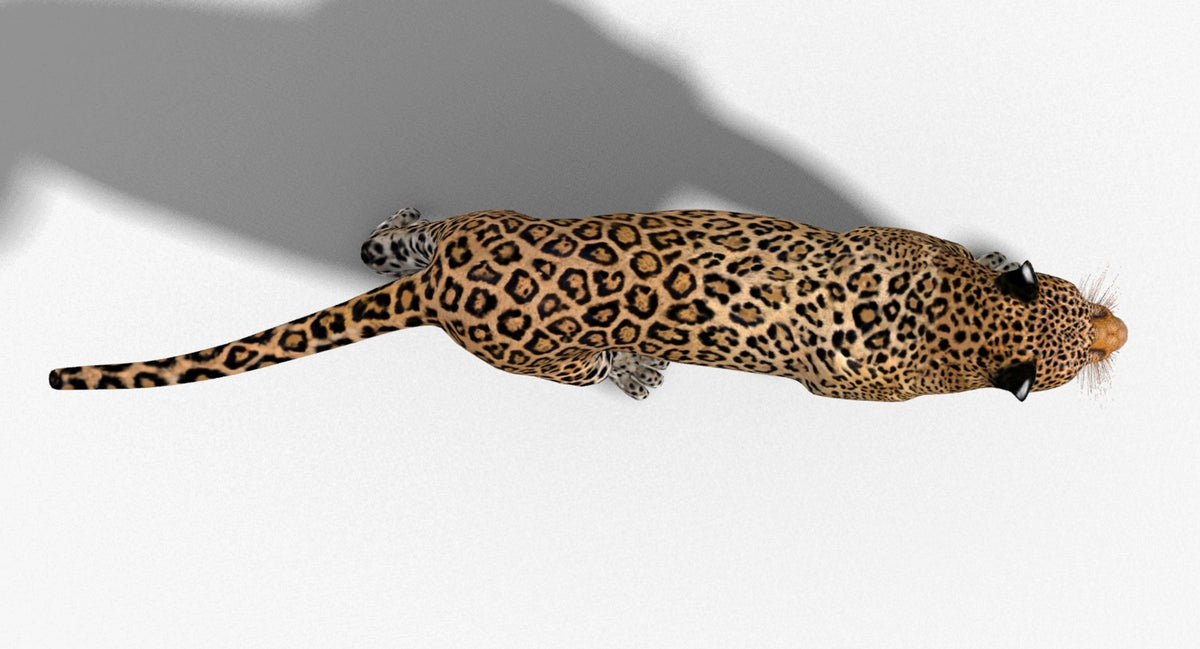 Leopard and Panther Animated 3D Model