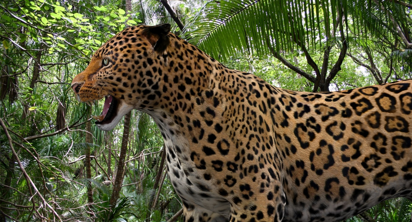 Leopard and Panther Animated 3D Model