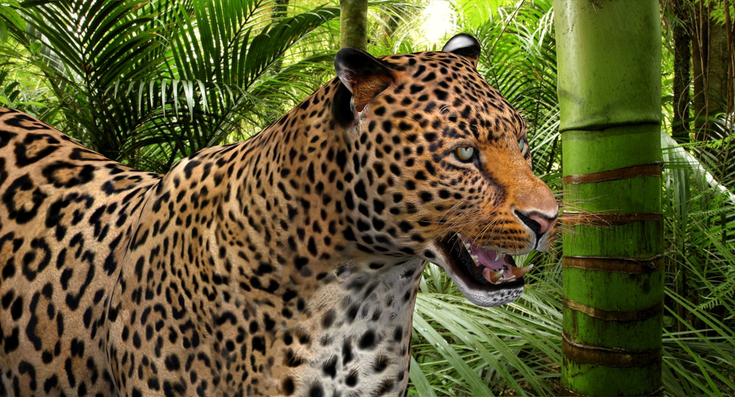 Big Cats 3D Model Animated