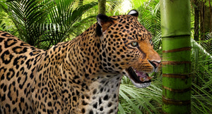 Leopard and Panther Animated 3D Model Thumbnail