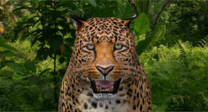 Leopard and Panther Animated 3D Model Thumbnail