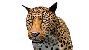 Animated Leopard 3d Model for Download  - Close Up View of Leopard Head Thumbnail