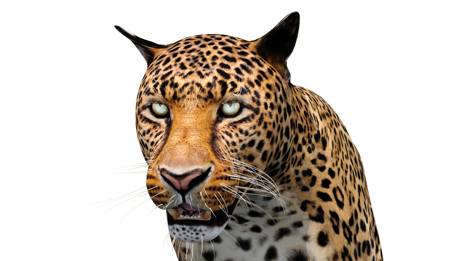 Animated Leopard 3d Model for Download  - Close Up View of Leopard Head