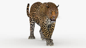Realistic Leopard 3d Model with Anmationes for Download - 3ds Max V-ray Renderer  Thumbnail