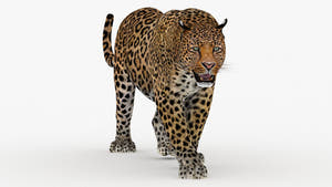 Realistic Leopard 3d Model with Anmationes for Download - 3ds Max V-ray Renderer  Thumbnail