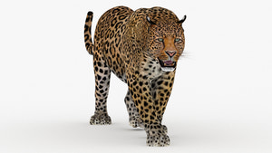 Realistic Leopard 3d Model with Anmationes for Download - 3ds Max V-ray Renderer  Thumbnail