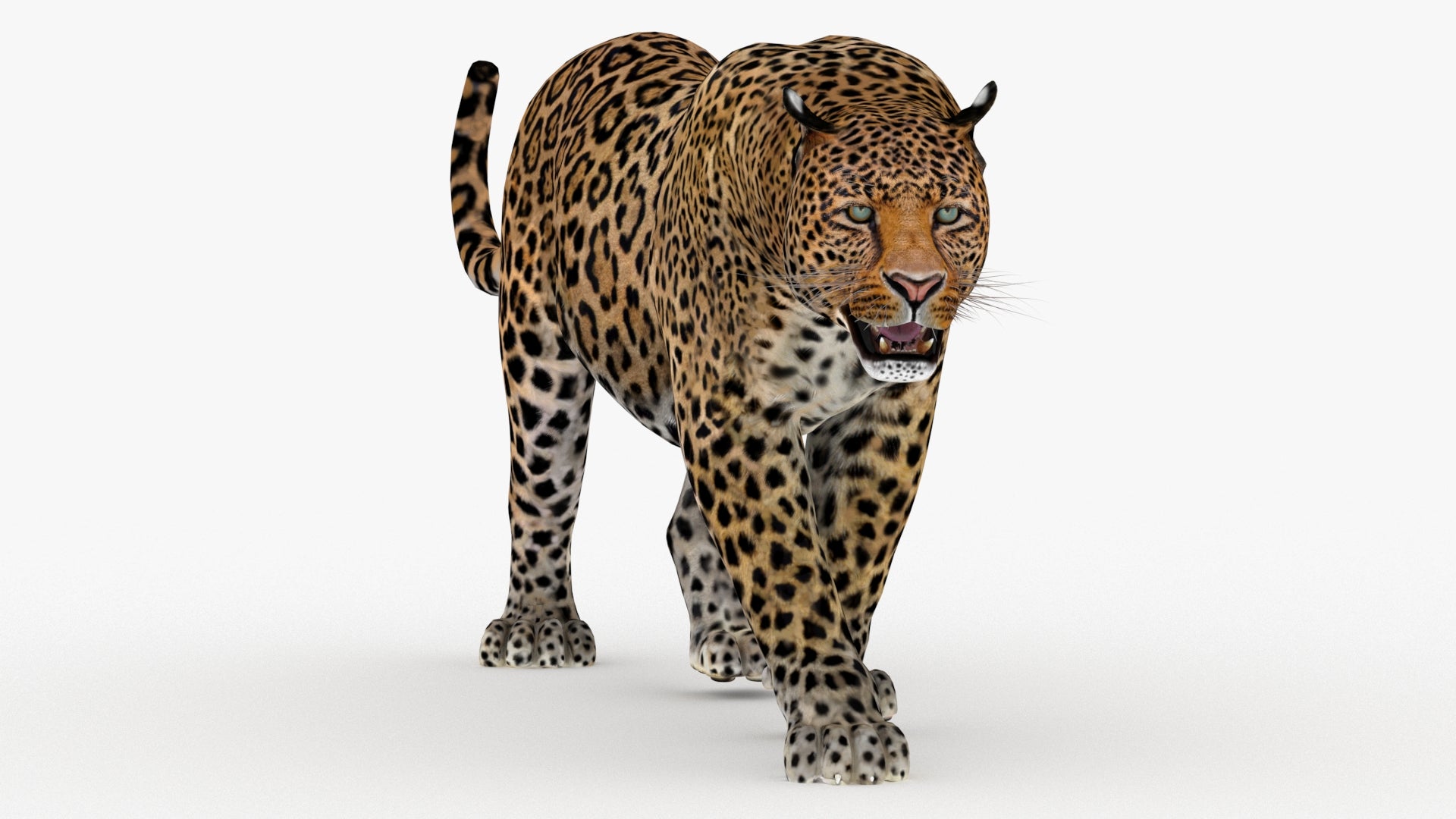 Realistic Leopard 3d Model with Anmationes for Download - 3ds Max V-ray Renderer 