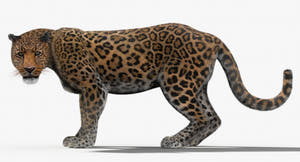Animated Leopard 3D Model for Download Thumbnail