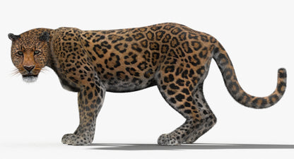 Animated Big Cats 3D Model Fur
