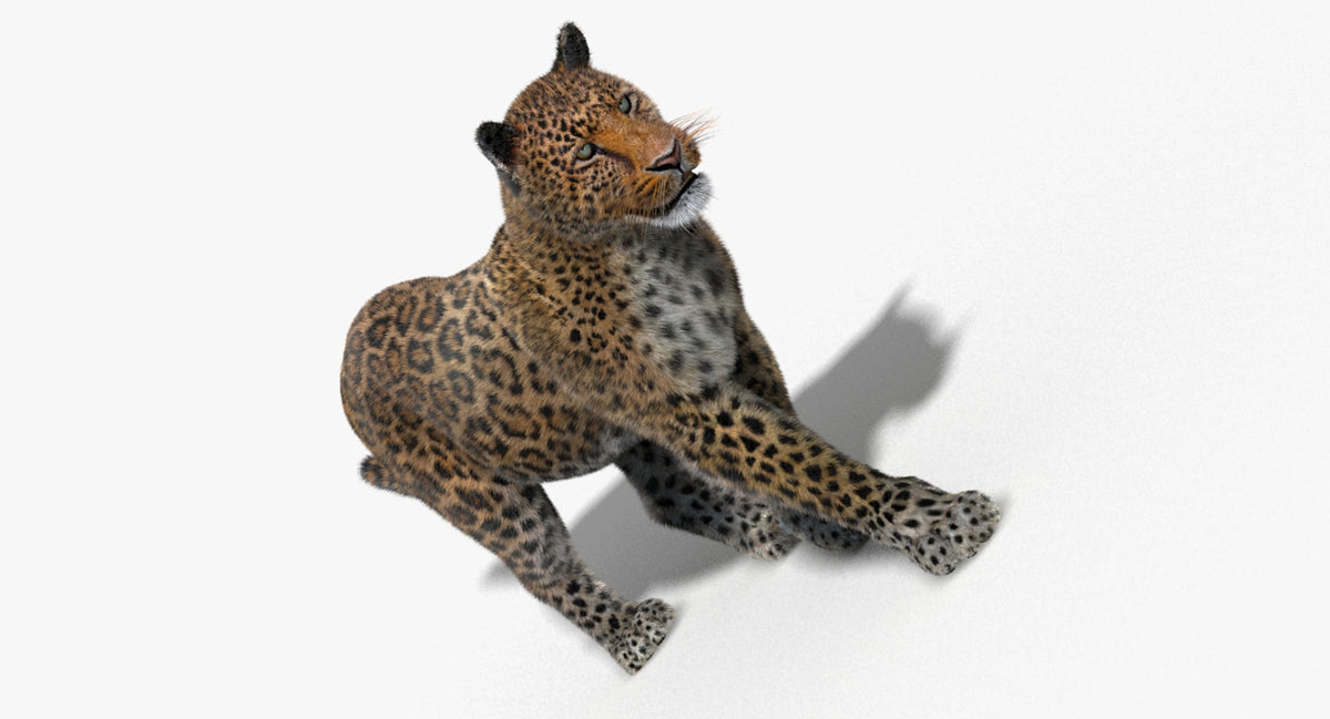 Animated Big Cats 3D Model Fur