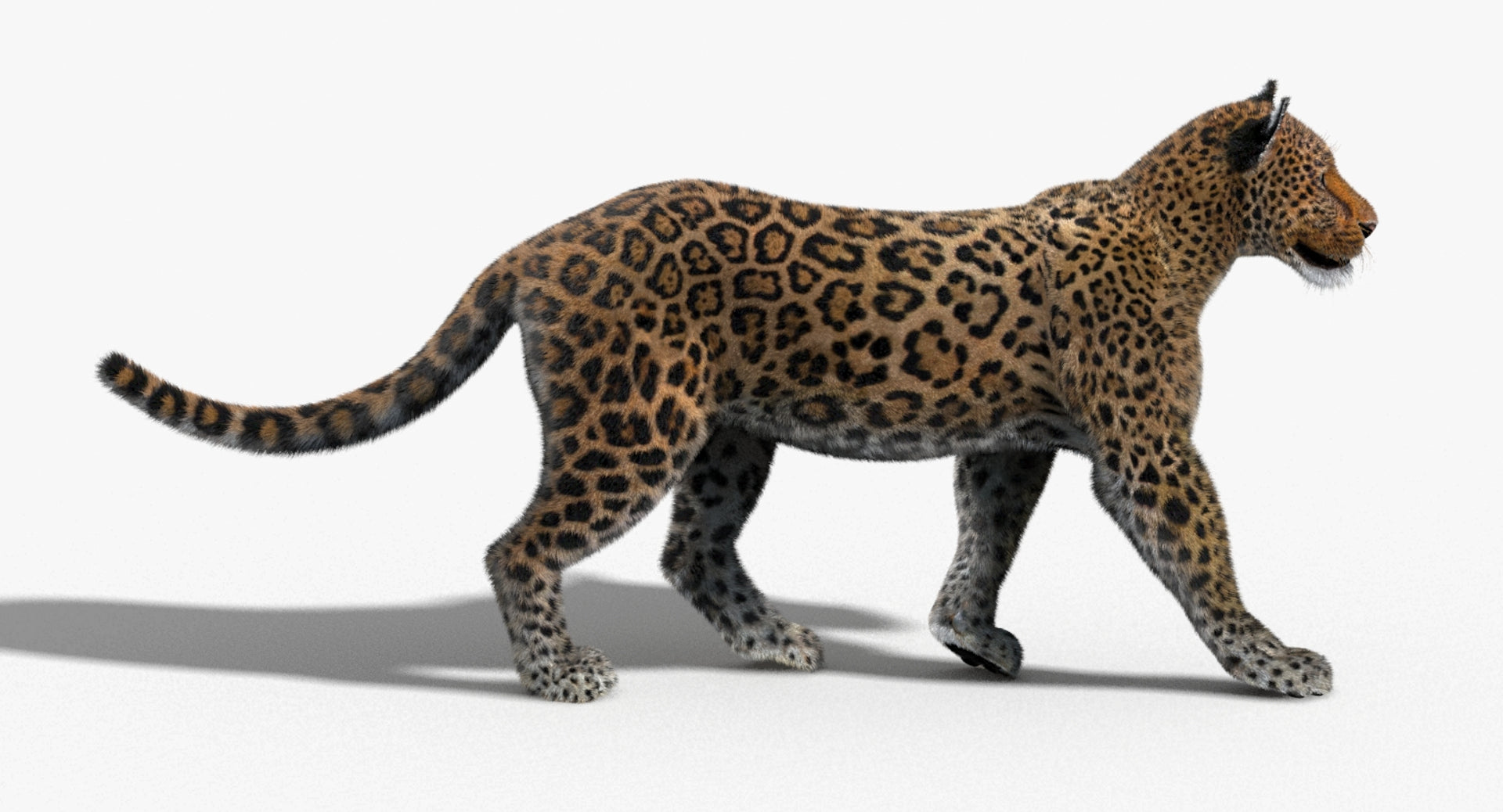Animated Big Cats 3D Model Fur