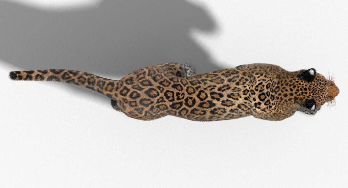 Animated Big Cats 3D Model Fur