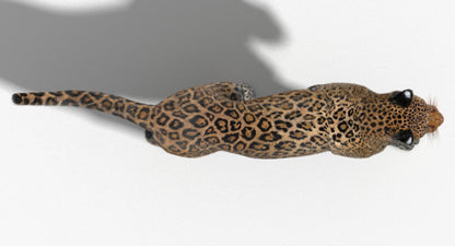 Animated Big Cats 3D Model Fur