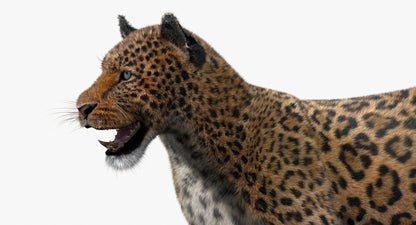 Animated Big Cats 3D Model Fur