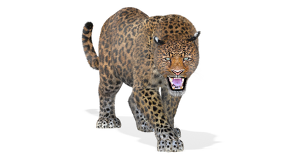 Leopard Animated Fur 3D Model