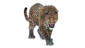 Animated Leopard 3D Model with Fur for Download Thumbnail