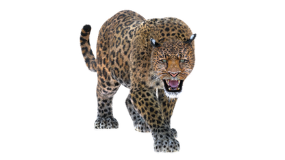 Leopard Animated Fur 3D Model