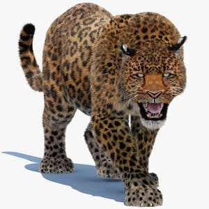Animated Leopard 3D Model with Fur for Download Thumbnail
