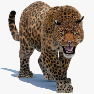 Animated Leopard 3D Model with Fur for Download Thumbnail