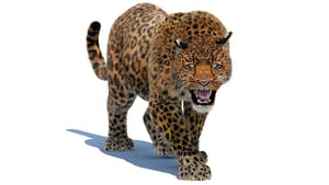 Animated Leopard 3D Model with Fur for Download Thumbnail