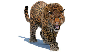 Animated Leopard 3D Model with Fur for Download Thumbnail