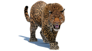 Animated Leopard 3D Model with Fur for Download Thumbnail
