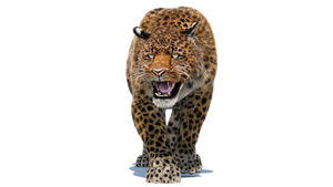 Animated Leopard 3D Model with Fur for Download Thumbnail