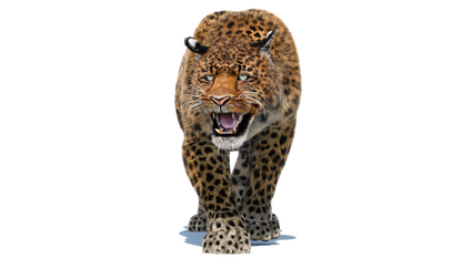 Leopard Animated Fur 3D Model