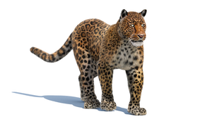 Animated Leopard 3D Model with Fur for Download Thumbnail