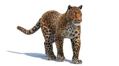 Leopard Animated Fur 3D Model