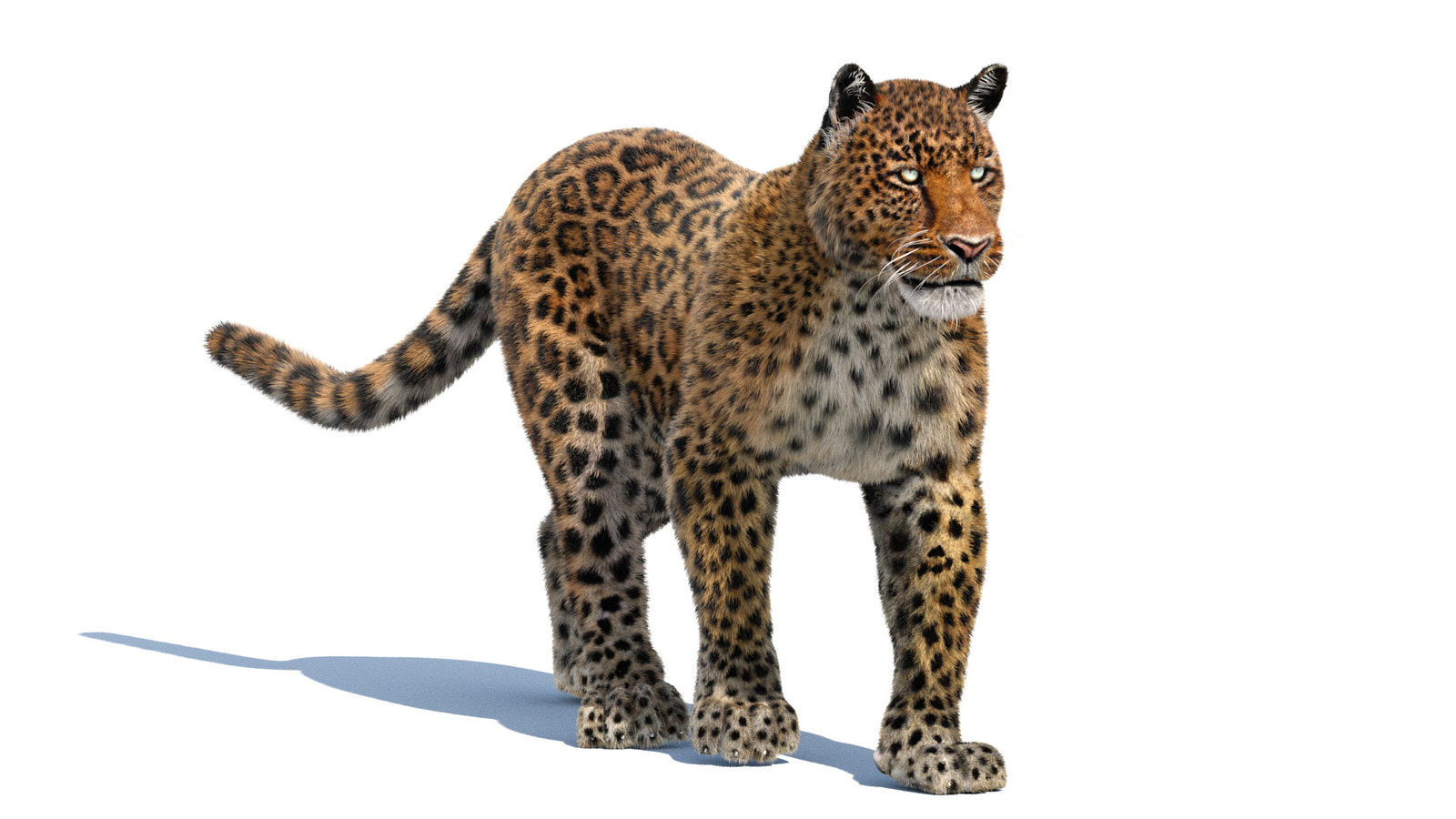 Animated Leopard 3D Model with Fur for Download