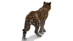 Animated Leopard 3D Model with Fur for Download Thumbnail