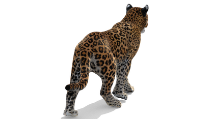 Leopard Animated Fur 3D Model