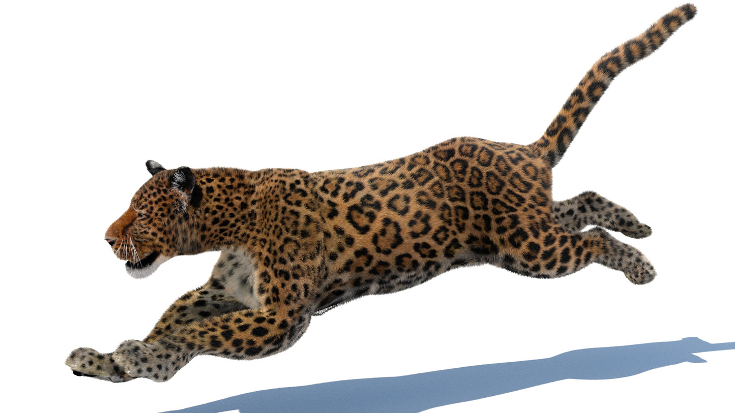 Leopard Animated Fur 3D Model