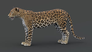 Sri Lankan Leopard 3D Model for Download