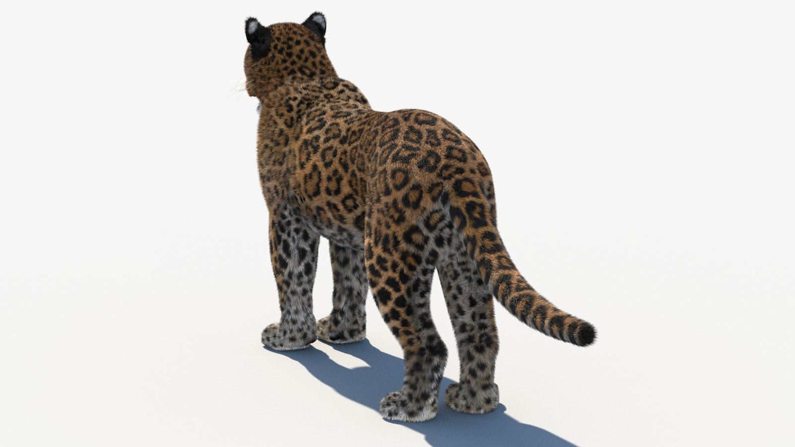 Realistic Leopard 3D Model with Fur for Download