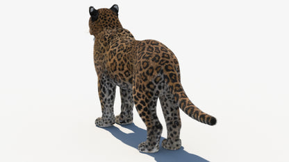 Leopard 3D Model with Fur